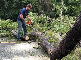 How Our Tree Care Process Works  in  Menominee, MI