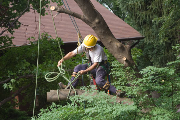 Best Palm Tree Trimming  in Menonee, MI