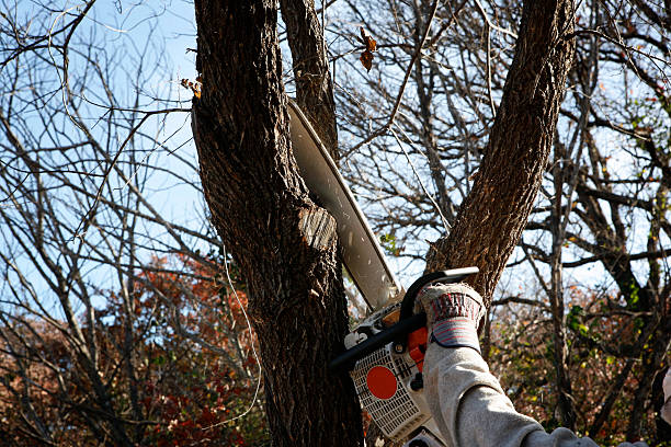 Best Fruit Tree Pruning  in Menonee, MI